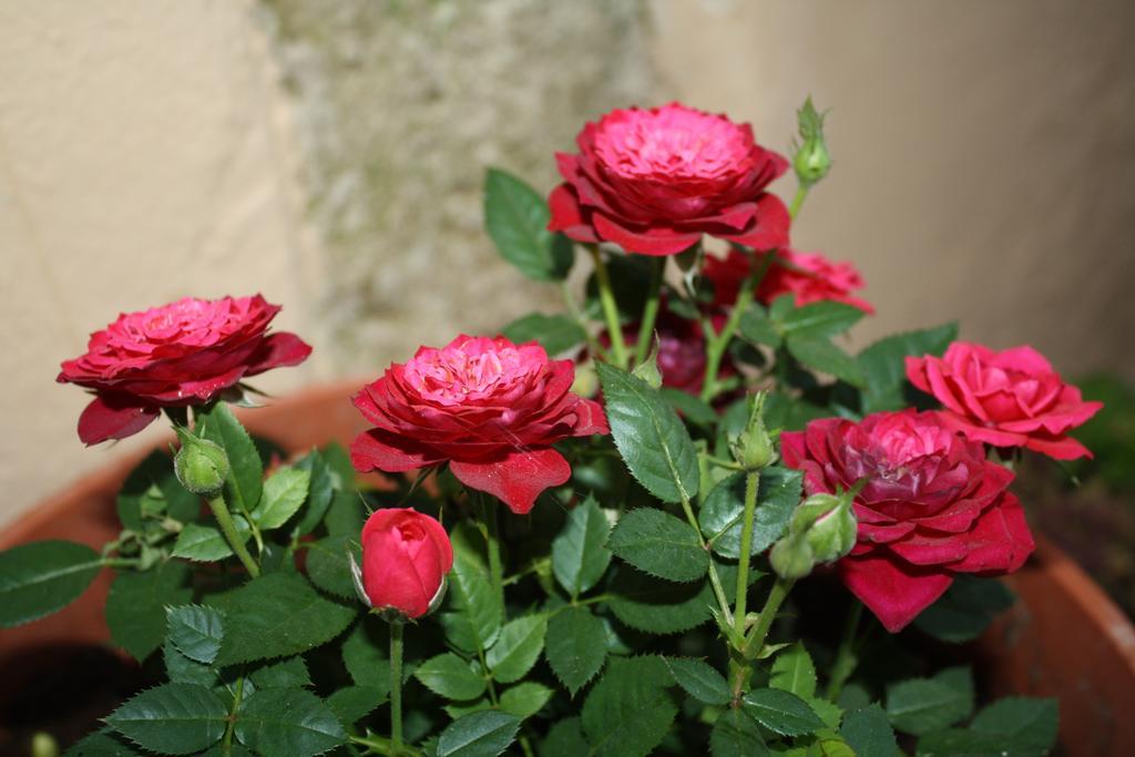 Anemones Rooms Chania  Luaran gambar